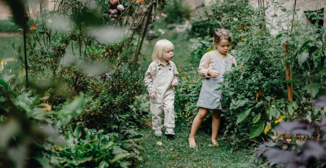 Jardin-forêt comestible : Créer un écosystème fertile