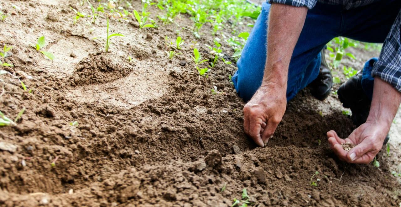 Un potager en lasagnes luxuriant avec diverses cultures