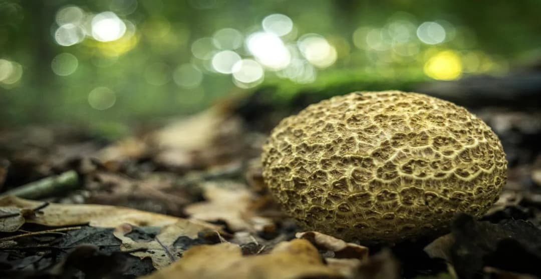 Découvrez les Secrets de l'Amandier Bio pour un Jardin Écoresponsable