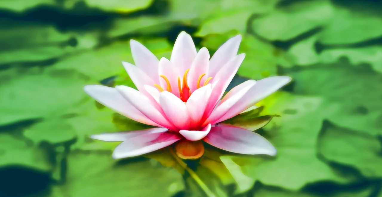 Lotus sur eau